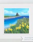 Lindisfarne Spring Daffodils | Northumberland Art Print