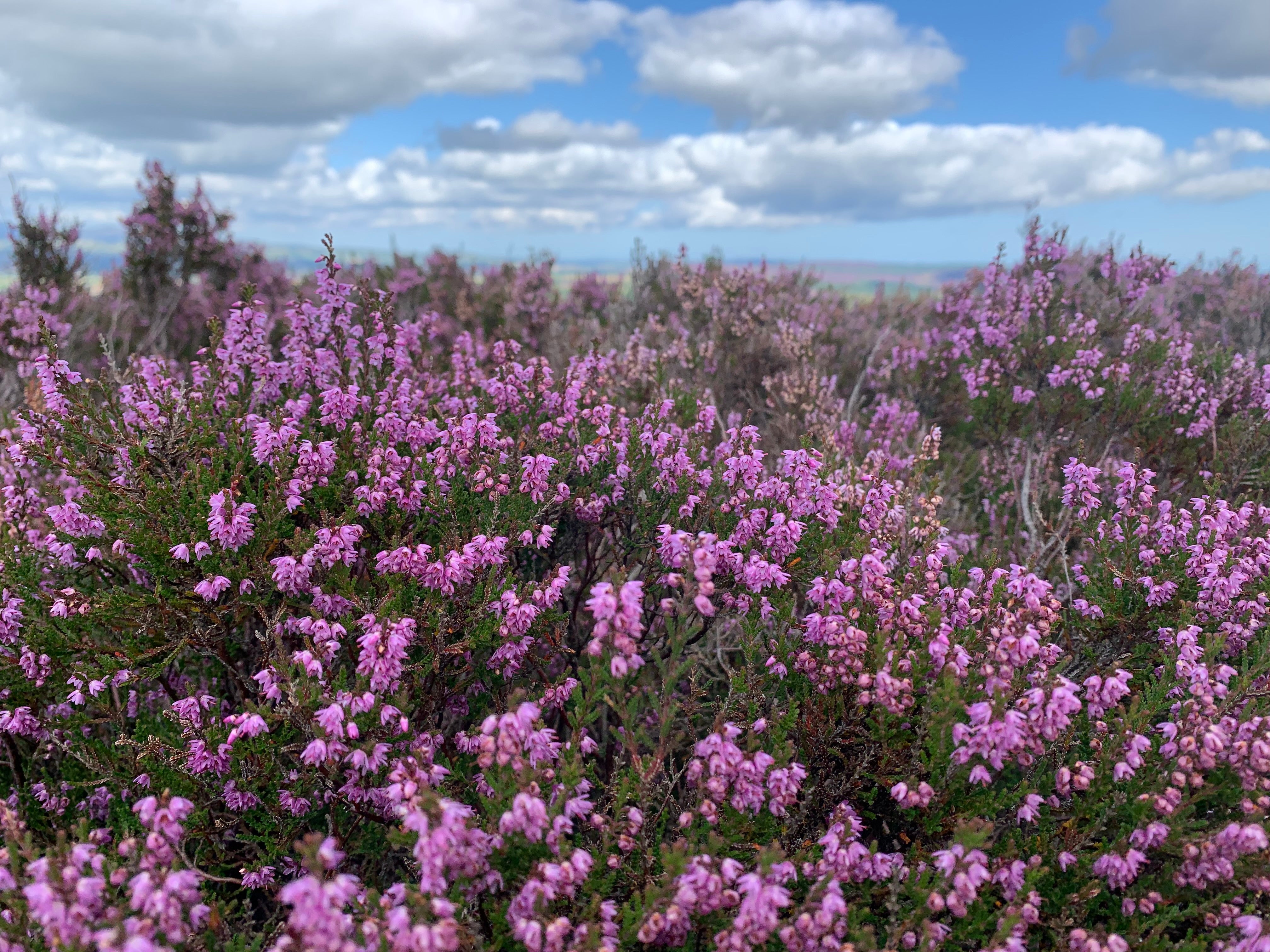 Capturing the Beauty of Simonside at Its Best