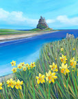 Lindisfarne Spring Daffodils | Northumberland Art Print
