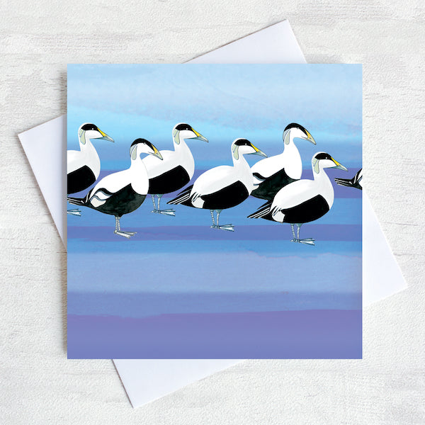 Eider ducks greetings card