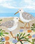 Seaside scene with a pale blue sea and blue cloudy sky. The sand is littered with green seaweed and red, blue and grey rocks but the stars of the show are two Sanderling birds pottering along the shore line. These birds have a white head and stomach and beige/brown textured wings, beaks and legs. 